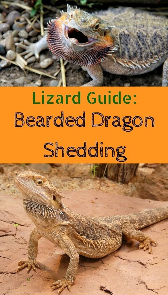 How Long Does It Take For A Bearded Dragon To Shed: Explained